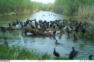 Большие бакланы (Phalacrocorax carbo)                 
