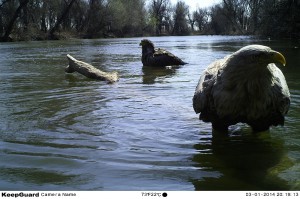 Орланы-белохвосты (Haliaeetus albicilla)                    