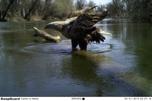 Орлан-белохвост (Haliaeetus albicilla)                       
