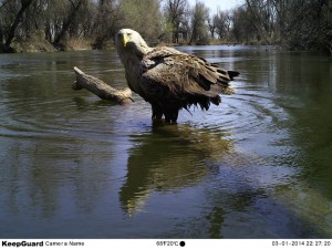 Орлан-белохвост (Haliaeetus albicilla)                    