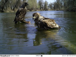 Орланы-белохвосты (Haliaeetus albicilla)                    