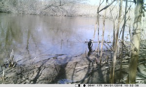 Большой пестрый дятел (Dendrocopos major)                     