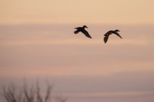 Селезни (Anas platyrhynchos)