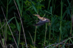 Малая выпь, или волчок (Ixobrychus minutus)