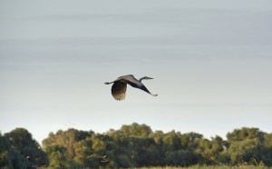 Серая цапля (Ardea cinerea)
