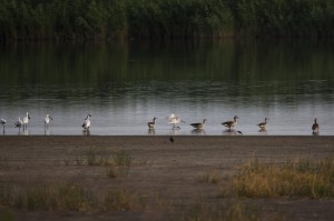 Обыкновенная колпицы (Platalea leucorodia), серые гуси (Anser anser) и кулики (Charadrii)
