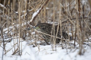 Кваква (Nycticorax nycticorax)