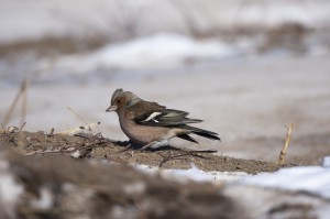 Зяблик (Fringílla coélebs)