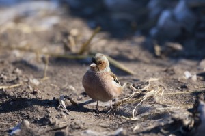 Зяблик (Fringílla coélebs)