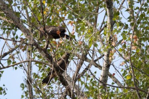 Чёрные коршуны (Milvus migrans)