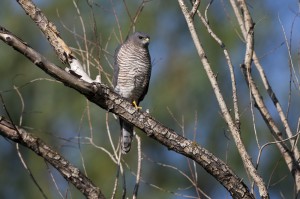 Ястреб-перепелятник (Accipiter nisus)