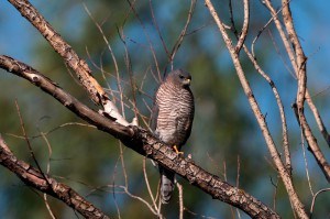 Ястреб-перепелятник (Accipiter nisus)