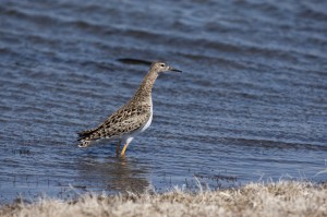 Турухтан (Philomachus pugnax)
