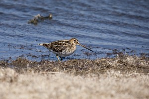 Бекас (Gallinago gallinago)