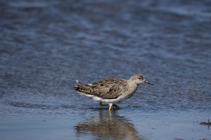 Турухтан (Philomachus pugnax)