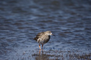Турухтан (Philomachus pugnax)