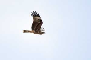 Черный коршун (Milvus migrans)