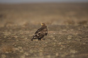 Орлан-белохвост (Haliaeetus albicilla)              