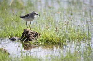 Кулик (Charadrii)             