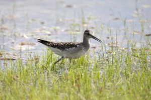 Поручейник (Tringa stagnatilis)