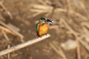 Обыкновенный зимородок (Alcedo atthis)              