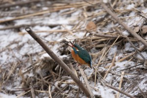 Обыкновенный зимородок (Alcedo atthis)              