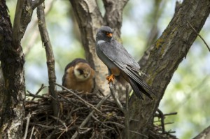 Кобчики (Falco vespertinus)