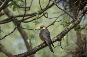 Самка кобчика (Falco vespertinus)