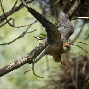 Самка кобчика (Falco vespertinus)
