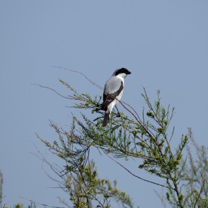 Сорокопут чернолобый  (Lanius minor)