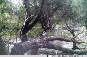 Сорока обыкновенная (Pica pica)            