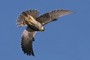 Чеглок ( Falco subbuteo)                 