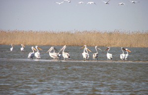 Кудрявые пеликаны (Pelecanus crispus)                  