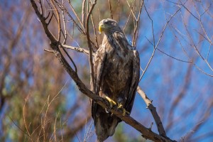 Орлан-белохвост (Haliaeetus albicilla) 