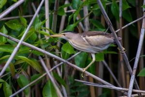 Малая выпь, или волчок (Ixobrychus minutus)