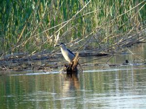 Обыкновенная кваква (Nycticorax nycticorax)