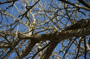 Седой дятел (Picus canus)    