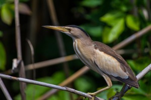 Малая выпь, или волчок (Ixobrychus minutus)