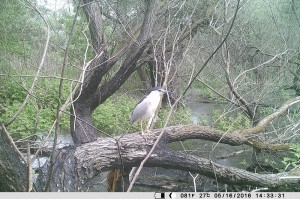 Обыкновенная кваква (Nycticorax caledonicus)           