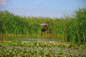 Рыжая цапля (Ardea purpurea)
