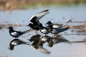 Белокрылые крачки (Chlidonias leucopterus) )           
