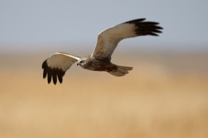Болотный лунь (Circus aeruginosus)          