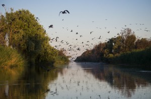 Большие бакланы (Phalacrocorax carbo)