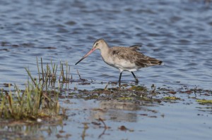 Большой веретенник (Limosa limosa)           