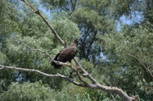 Орлан-белохвост (Haliaeetus albicilla) 