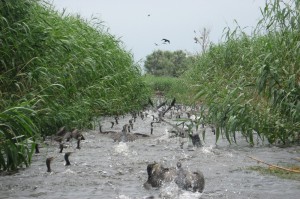 Большие бакланы (Phalacrocorax carbo)                     