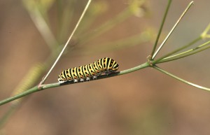 Гусеница махаона (Papilio machaon)  