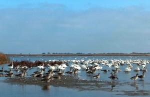 Серые гуси (Anser anser) и лебеди-кликуны (Cygnus cygnus)                      