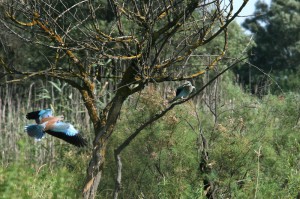 Обыкновенные сизоворонки (Coracias garrulus)                  
