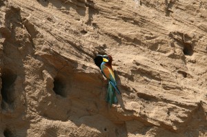 Золотистая щурка (Merops apiaster)                
